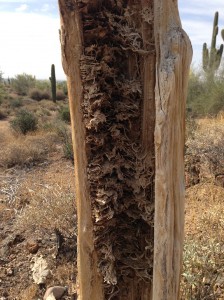 The Rigors of Arizona Desert Life